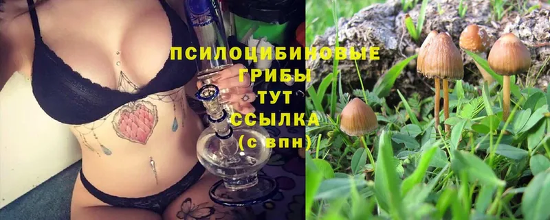 Галлюциногенные грибы Psilocybine cubensis  Чебоксары 